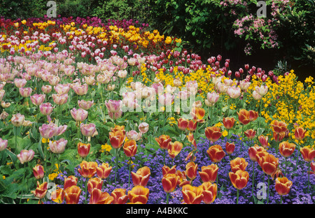 Affichage Floral printemps Royal St James Park Central London UK Banque D'Images
