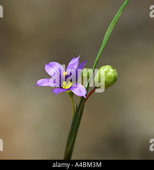 38 918,05717 closeup close up Texas Blue-Eyed Grass, fleur fleurs sauvages dans Iris, la famille Iridaceae, bleu, violet et jaune doux douceur délicate Banque D'Images