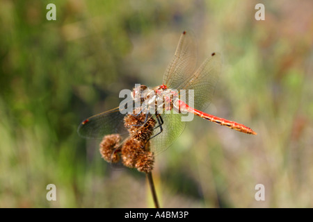 38 936,06474 closeup close up Red libellule Sympetrum Meadowhawk (espèces), 2 pouce Banque D'Images