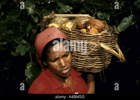 Travailleuse exerçant son panier de cabosses de cacao fraîchement coupé sur une plantation à Bahia. juillet 1991. Banque D'Images