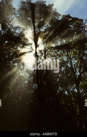 Amazonie, Brésil. Les arbres de la forêt tropicale avec la lumière filtrant à travers tôt le matin. Banque D'Images