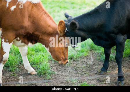 Vaches dans un pré Banque D'Images