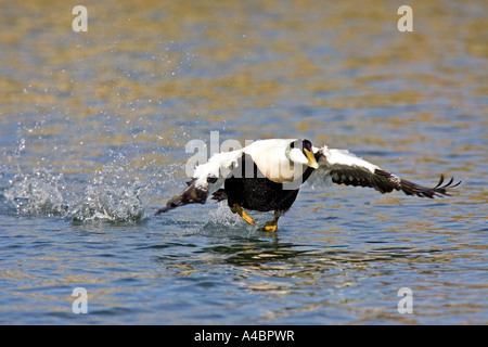 L'exécution d'eider sur l'eau Banque D'Images