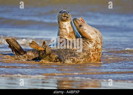 Les phoques de l'Atlantique en jouant sur les plages de Donna Nook Lincolnshire Banque D'Images