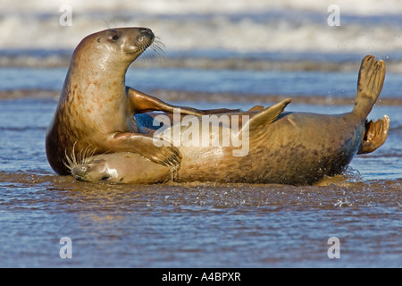 Les phoques de l'Atlantique sur les plages de lecture sur Donna Nook, Lincolnshire Banque D'Images