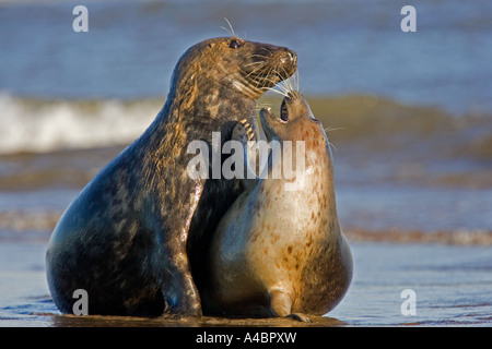 Les phoques de l'Atlantique en jouant sur les plages de Donna Nook, Lincolnshire Banque D'Images