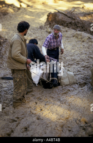 Col CHUBERI, GÉORGIE, octobre 1993 ; réfugiés géorgiens fuyant l'avance sur l'Abkhaze Chuberi col déballer leur cheval surchargé comme il coule de son ventre dans la boue profonde. Banque D'Images