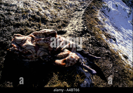 Col CHUBERI, GÉORGIE, octobre 1993 : une couverture couvre le corps gelé de personne qui est mort sur la montagne de Chuberi tout en fuyant le conflit. Banque D'Images