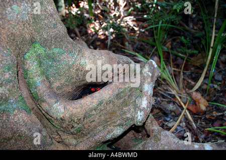 Crabe rouge dans le trou du tronc de l'arbre dans de rares forêts littorales environnement Parc National de la péninsule de Masoala Madagascar Banque D'Images