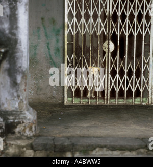 Chien avec la tête par la porte de sécurité en Asie, Singapour Banque D'Images
