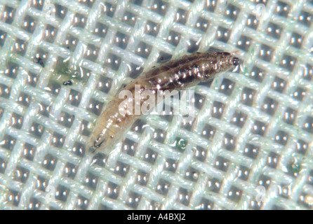 Shore fly fly Scatella stagnalis champignon ou larve sur maille en serre Banque D'Images