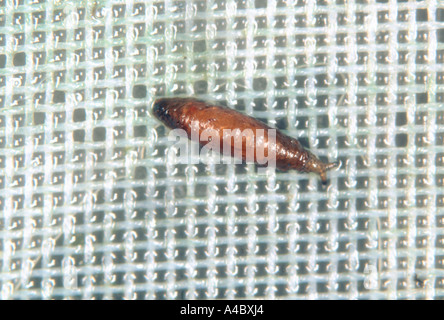 Shore fly fly Scatella stagnalis ou champignons chrysalide sur maille en serre Banque D'Images