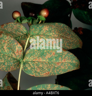 La rouille Melampsora hypericorum Hypericum sur la surface inférieure des feuilles de l'Hypericum x inodorum Banque D'Images