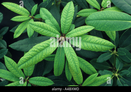 La carence en fer induite par la chaux Fe dans les feuilles de Rhododendron Banque D'Images