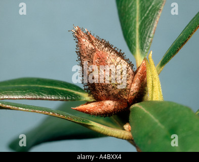 Souffle de bourgeons (Pycnotysanus azaleae) sur le bourgeon de rhododendron Banque D'Images
