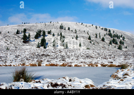 Paysage d'hiver sur le Dava Moor Grantown on Spey Moray-shire. XPL 4679-440 Banque D'Images