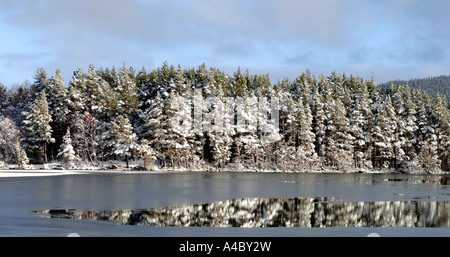 Loch an Eilein Pine Woods au coeur de Parc National de Cairngorms. Aviemore Inverness-shire. XPL 4686-440 Banque D'Images
