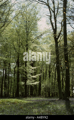 Beech Fagus sylvatica woodland in spring foliage Banque D'Images
