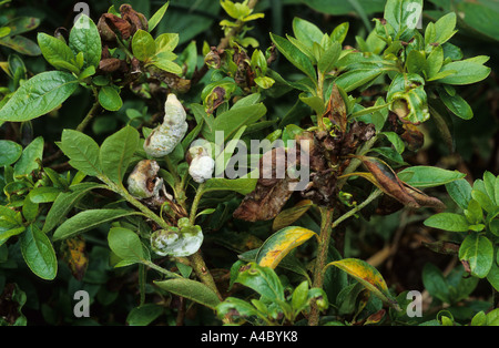 Azalea Gall Exobasidium vaccini sur Azalea Rhododendron spp. le feuillage et branches Banque D'Images