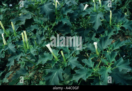 Thorn Datura stramonium Apple en fleur Banque D'Images