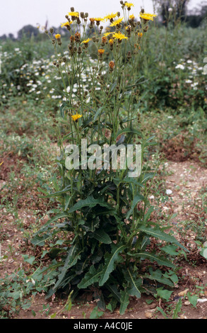 Le laiteron des champs Sonchus arvensis en fleur Banque D'Images