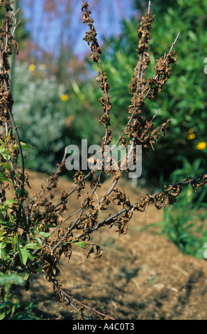 La flétrissure fleur Sclerotinia laxa sur flowering Cherry Prunus glandulosa Alba Plena Banque D'Images