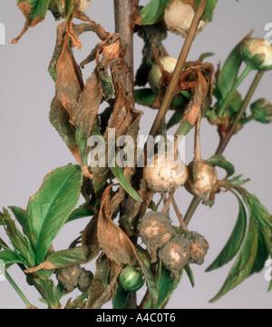 La flétrissure des fleurs malades Monilinia laxa apparaissant sur les Prunus glandulosa Banque D'Images