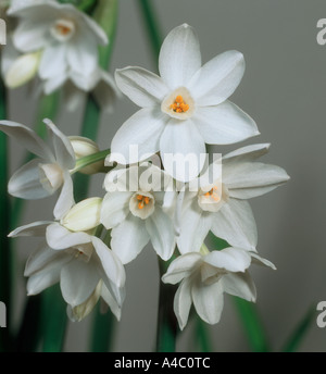 Narcisse jonquille fleurs blanc papier Banque D'Images