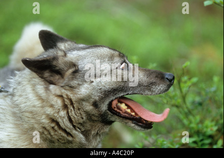 Elkhound norvégien - portrait Banque D'Images