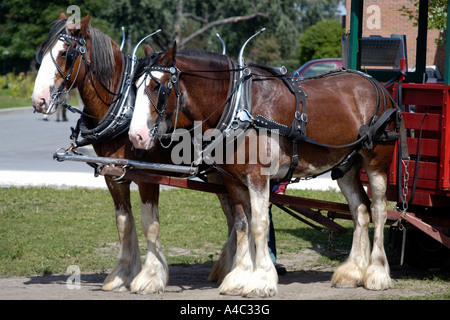 Deux chevaux Clydesdale tirant une charrette Banque D'Images