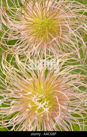 White Pasqueflower Pulsatilla alpina alpina (ssp), têtes de graine Banque D'Images