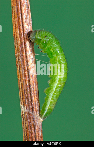 Astuce Orange (Anthocharis cardamines), Caterpillar commence à bâtir une nymphe cas Banque D'Images