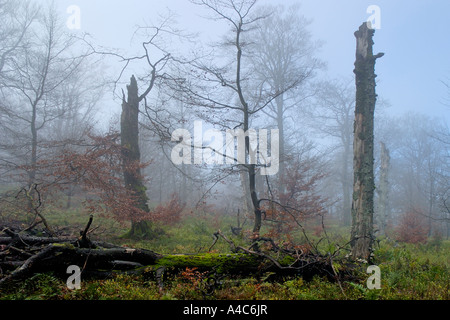 Le hêtre commun (Fagus sylvatica). Forêt de hêtres dans le brouillard. Banque D'Images