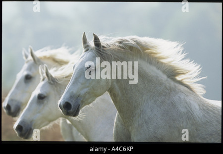 Poney Connemara (Equus caballus).troupeau au galop l'Allemagne peut Banque D'Images