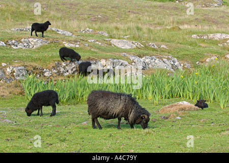 Hebridean (Ovis ammon aries), groupe de pâturage. Banque D'Images