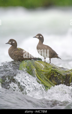 L'Arlequin plongeur (Histrionicus histrionicus), paire debout sur un surf rock en plumage nuptial, non. Banque D'Images