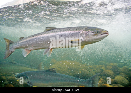 Le saumon atlantique (Salmo salar) dans le centre de saumon norvégien. Banque D'Images