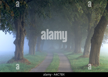 Tilleul (Tilia sp) avenue ombragée d'arbres dans le Mecklembourg Poméranie occidentale dans la brume matinale Banque D'Images