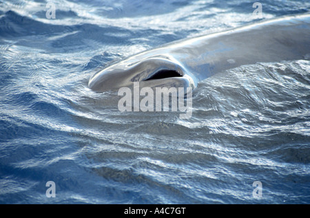 Le cachalot (Physeter macrocephalus, Physeter catodon) avec coup trou ouvert Banque D'Images