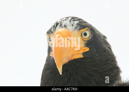 L'aigle de mer, Stellers Stellers Sea Eagle (Haliaeetus pelagicus), portrait Banque D'Images