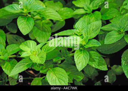 Horsemint, menthe aquatique (Mentha aquatica), feuilles. Allemagne, Juillet Banque D'Images