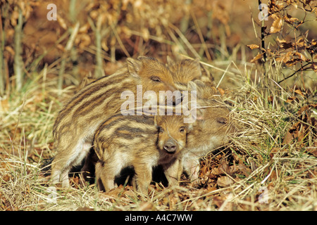 Le sanglier (Sus scrofa), les porcelets. Banque D'Images