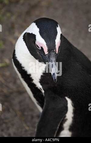 Pingouins jackass en Afrique du Sud Banque D'Images