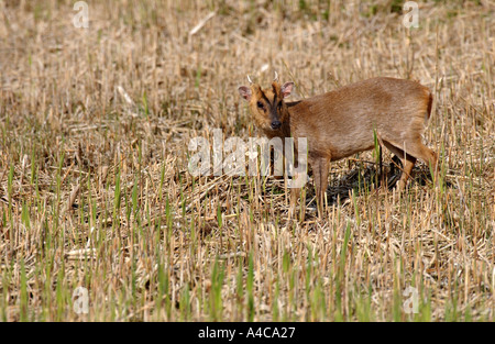 Cerf Muntjac male dans l'herbe et les roseaux Lackford Suffolk Angleterre Banque D'Images