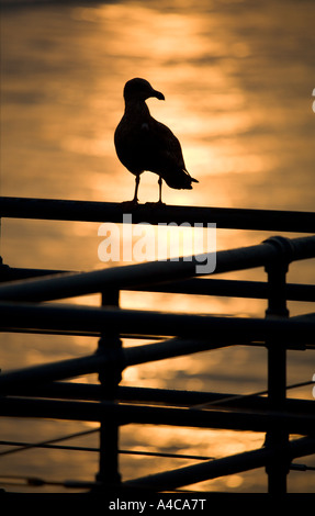 Seagull sur la jetée de Santa Monica Los Angeles County California United States of America Banque D'Images