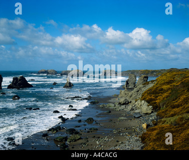 L'ajonc Scotch couvre une colline sur la plage à Bandon sur la côte sud de l'Oregon Banque D'Images