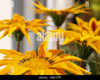 Gazanias jaunes Banque D'Images