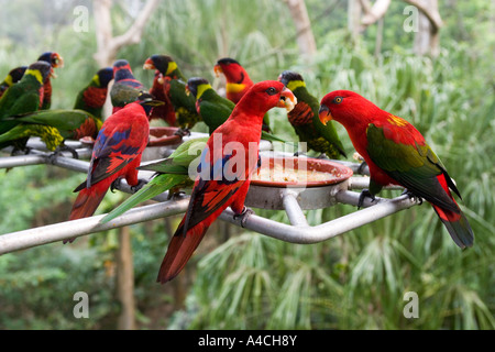 Lory Jurong Bird Park Singapour Loft Banque D'Images