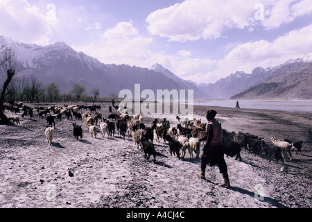 Un chevrier promène son troupeau près de Skardu, la haute vallée de l'Indus, au Cachemire, au Pakistan, en 1990. Banque D'Images