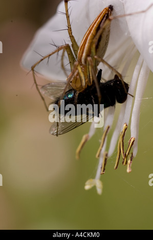 Sur Spider flower Banque D'Images